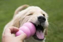 Kong Puppy - Hondenspeelgoed - Assorti - M 35 Kong Puppy - Hondenspeelgoed - Assorti - M -Hondenbenodigdheden 1200x800 138