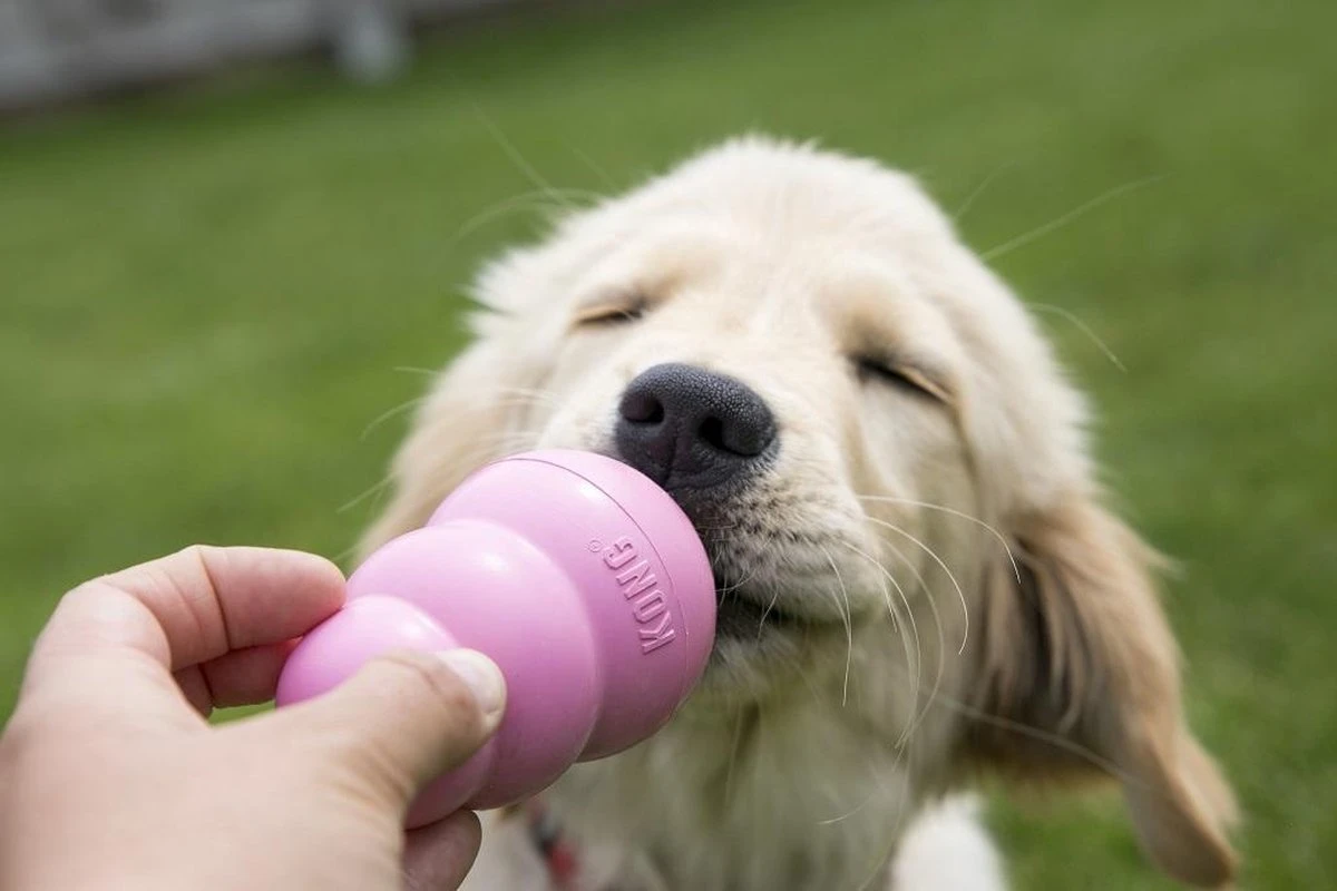 Kong Puppy - Hondenspeelgoed - Assorti - M 17 Kong Puppy - Hondenspeelgoed - Assorti - M - Afbeelding 17