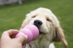 Kong Puppy - Kauwbot Hondenspeelgoed Small - Kauwbot - 85mm X 42mm - Groen/Wit -Hondenbenodigdheden 1200x800 146