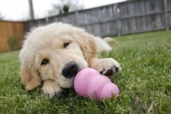 Kong Puppy - Kauwbot Hondenspeelgoed Small - Kauwbot - 85mm X 42mm - Groen/Wit -Hondenbenodigdheden 1200x800 147