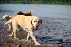 Chuckit! Ultra Bal - L - 7 Cm 26 Chuckit! Ultra Bal - L - 7 Cm -Hondenbenodigdheden 1200x800 149