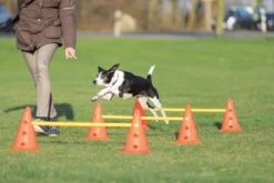 Trixie Dog Activity Hordenset - 3 ST -Hondenbenodigdheden 1200x800 157