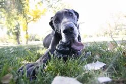 Kong Extreme - Hondenspeelgoed - Zwart - XL -Hondenbenodigdheden 1200x800 173