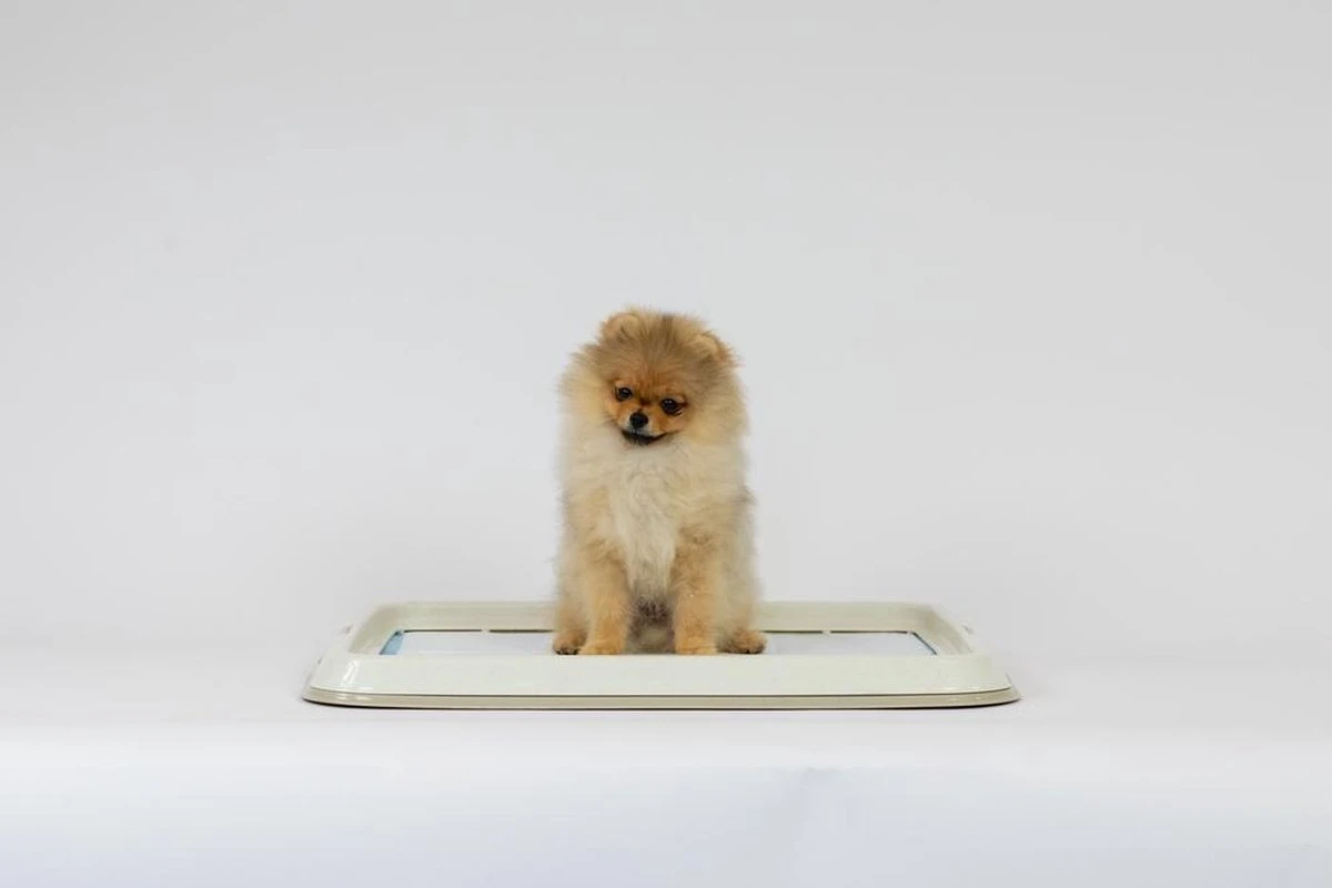 Easypets Puppy Training Pads - Zindelijkheidstraining - Hondentoilet - 60 X 60 Cm - 250 Stuks - INCL. PADHOUDER 2 Easypets Puppy Training Pads - Zindelijkheidstraining - Hondentoilet - 60 X 60 Cm - 250 Stuks - INCL. PADHOUDER - Afbeelding 2