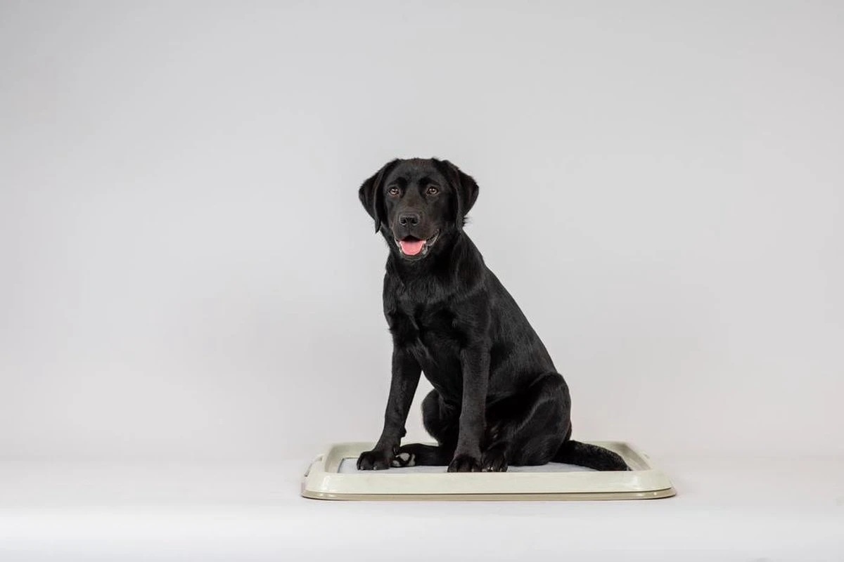 Easypets Puppy Training Pads - Zindelijkheidstraining - Hondentoilet - 60 X 60 Cm - 250 Stuks - INCL. PADHOUDER 3 Easypets Puppy Training Pads - Zindelijkheidstraining - Hondentoilet - 60 X 60 Cm - 250 Stuks - INCL. PADHOUDER - Afbeelding 3