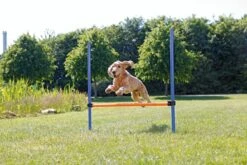 Trixie Dog Activity Agility Horde - Blauw/Oranje - 123 X 115 X 3 Cm -Hondenbenodigdheden 1200x800 65