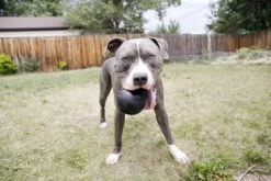 Kong Extreme -Hondenbenodigdheden 1200x800 74