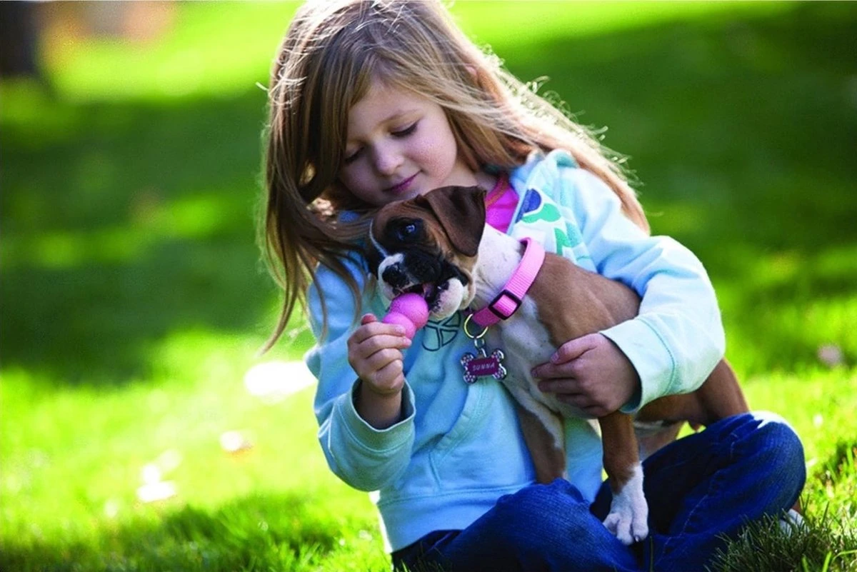 Kong Puppy - Hondenspeelgoed - Assorti - L 12 Kong Puppy - Hondenspeelgoed - Assorti - L - Afbeelding 12