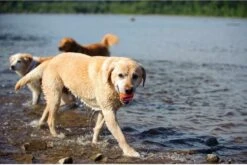 Chuckit! Chuckit Ultra Ball Hondenspeelgoed - Oranje - M - 2 Ballen - Ø 6cm -Hondenbenodigdheden 1200x804