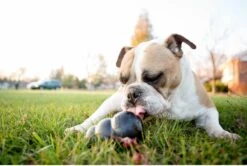 Kong Extreme -Hondenbenodigdheden 1200x805 6