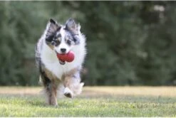 Kong Kauwbot - Hondenspeelgoed - Rood - S 21 Kong Kauwbot - Hondenspeelgoed - Rood - S -Hondenbenodigdheden 1200x806 10