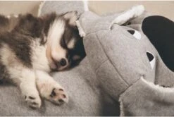 Beeztees Puppy Boomba XL - Hondenspeelgoed - Grijs - 70x40x21 Cm -Hondenbenodigdheden 1200x806 8