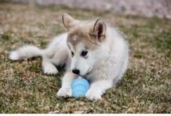 Puppy Kong - Small - Hondenspeeltje - Honden - Speelgoed - Pup -Hondenbenodigdheden 1200x815 2