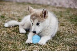 Kong Puppy - Hondenspeelgoed - Assorti - L 27 Kong Puppy - Hondenspeelgoed - Assorti - L -Hondenbenodigdheden 1200x818 1