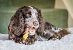 Nylabone Extreme Kauwbot Met Rund- En Kaassmaak - Voor Krachtige Kauwers - In S/M/XL - X-Large 25 Nylabone Extreme Kauwbot Met Rund- En Kaassmaak - Voor Krachtige Kauwers - In S/M/XL - X-Large -Hondenbenodigdheden 1200x823 2