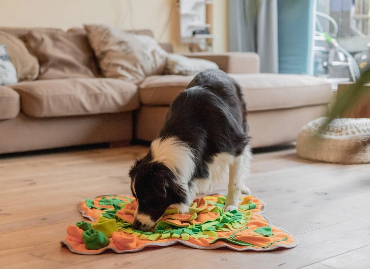 SNUFFIES® Snuffelmat Belle 60x50cm – Snuffelmat – Snuffelmatten - Honden Speelgoed - Honden Speelgoed Intelligentie - Snuffelmat Hond - Snuffelmatten – Hersenwerk – Honden Speeltjes – Puppy - Puppy Speelgoed - Honden Denkspelletjes 5 SNUFFIES® Snuffelmat Belle 60x50cm – Snuffelmat – Snuffelmatten - Honden Speelgoed - Honden Speelgoed Intelligentie - Snuffelmat Hond - Snuffelmatten – Hersenwerk – Honden Speeltjes – Puppy - Puppy Speelgoed - Honden Denkspelletjes - Afbeelding 5