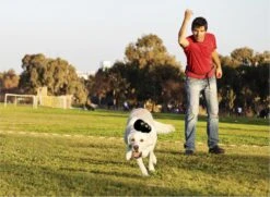 Kong Extreme -Hondenbenodigdheden 1200x881 2