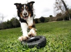 Kong Traxx Hondenspeelgoed - Rubber - M/L- Zwart -Hondenbenodigdheden 1200x886 3