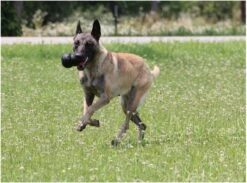 Kong Extreme -Hondenbenodigdheden 1200x887 2