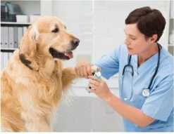 Woodoro Nagelknipper Nagelvijl Nagelschaar Voor Hond En Kat - Incl. Veiligheidsstop -Hondenbenodigdheden 1200x928