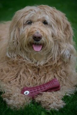 Tandenborstel Hond Melk Geur Smaak En Piep Honden Speelgoed Dog Toy - Krokodil Groen - Dutchwide 17 Tandenborstel Hond Melk Geur Smaak En Piep Honden Speelgoed Dog Toy - Krokodil Groen - Dutchwide -Hondenbenodigdheden 800x1200 24