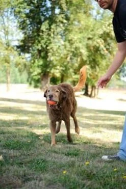 Chuckit! Ultra Bal - L - 7 Cm 25 Chuckit! Ultra Bal - L - 7 Cm -Hondenbenodigdheden 800x1200 29