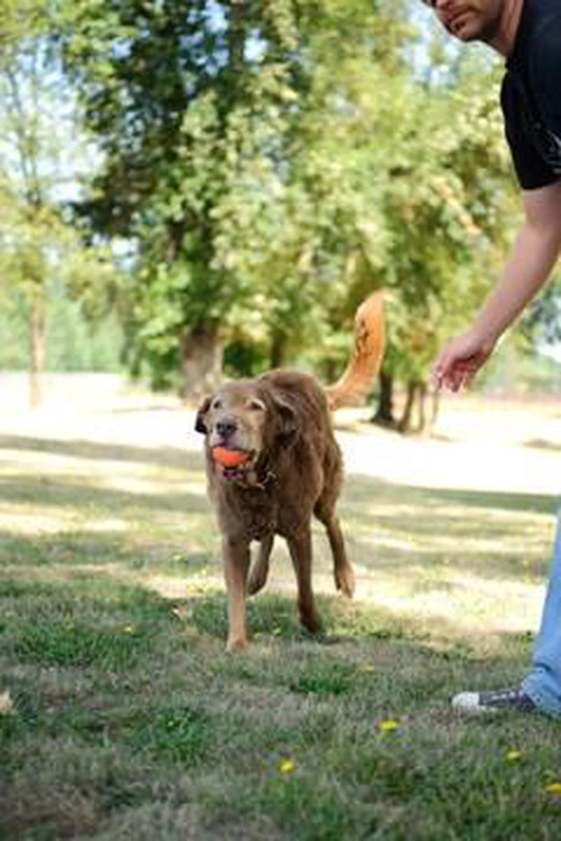 Chuckit! Ultra Bal - L - 7 Cm 9 Chuckit! Ultra Bal - L - 7 Cm - Afbeelding 9