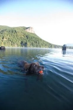 Chuckit! Chuckit Ultra Ball - XXL - 11 Cm -Hondenbenodigdheden 800x1200 30