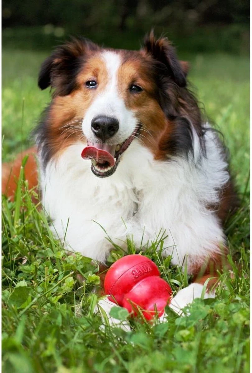 Kong Kauwbot - Hondenspeelgoed - Rood - L 4 Kong Kauwbot - Hondenspeelgoed - Rood - L - Afbeelding 4