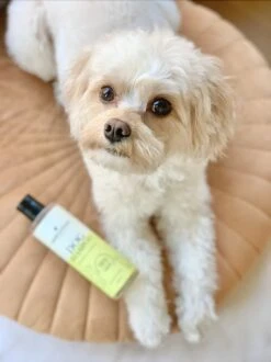 Fresh & Fluffy - Hondenshampoo Kamille / Patchouli - Geschikt Voor Alle Hondenrassen - Natuurlijk & Vegan Voor De Gevoelige Huid - 250ml -Hondenbenodigdheden 899x1200