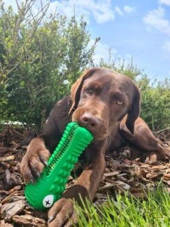 Tandenborstel Hond Melk Geur Smaak En Piep Honden Speelgoed Dog Toy - Krokodil Groen - Dutchwide 18 Tandenborstel Hond Melk Geur Smaak En Piep Honden Speelgoed Dog Toy - Krokodil Groen - Dutchwide -Hondenbenodigdheden 900x1200 32