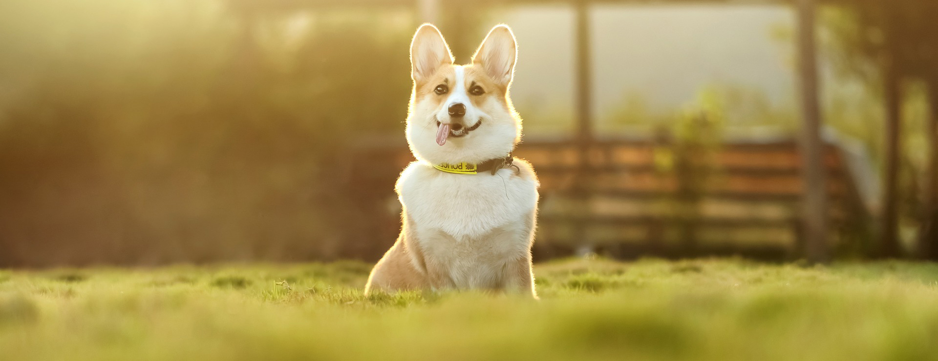 Voorkant -Hondenbenodigdheden dog 4988986 1920